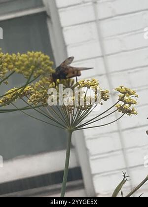 Zwergschwanzfliegen (Volucella inanis) Stockfoto