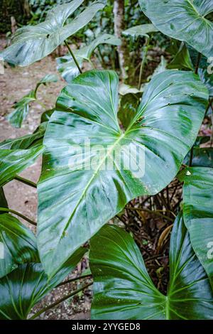 Tambopata, Peru - 28. November 2024: Grüne Pflanzenblätter im Amazonas-Regenwald, Peru Stockfoto