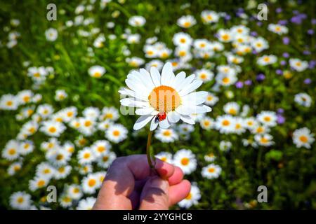 Marienkäfer mit 7 Stellen, der auf der Gänseblümchenblume sitzt. Daisy oder bellis (Bellis perennis). Uppland, Schweden. Stockfoto