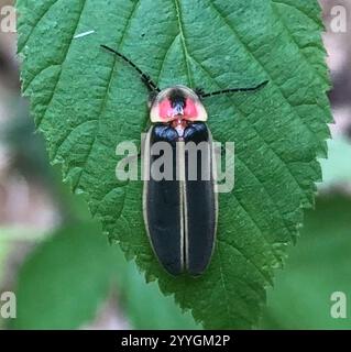 Gemeinsame östlichen Firefly (Photinus pyralis) Stockfoto