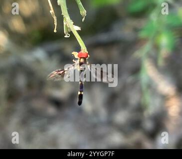 Östliche Bandflügelfliege (Hypocritanus fascipennis) Stockfoto