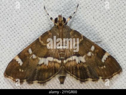 Gefleckte Rüben Webworm Motte (Hymenia perspectalis) Stockfoto