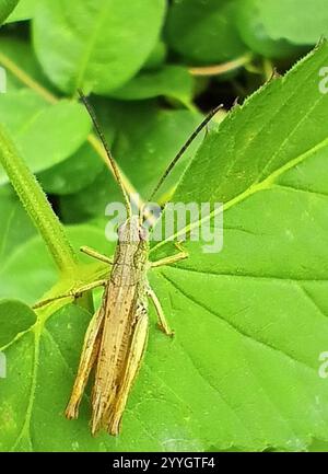 Lokomotive Grasshopper (Chorthippus apricarius) Stockfoto