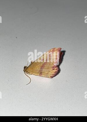 Geometer Motte (Haematopis grataria) Stockfoto