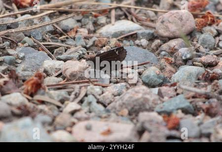 Gemeinsamer Roadside-Skipper (Amblyscirtes vialis) Stockfoto