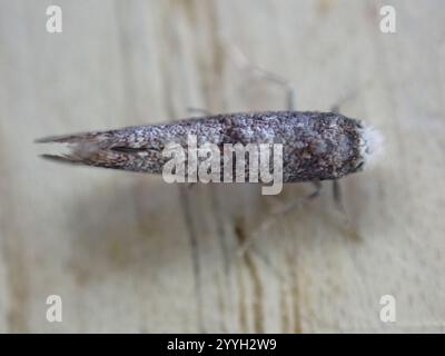 Birke Ermel (Swammerdamia caesiella) Stockfoto