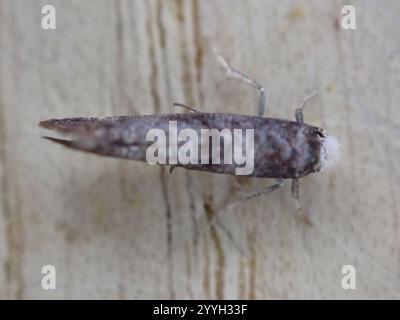 Birke Ermel (Swammerdamia caesiella) Stockfoto