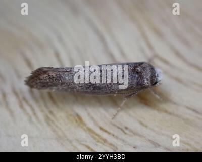 Birke Ermel (Swammerdamia caesiella) Stockfoto