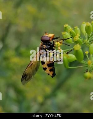 Zwergschwanzfliegen (Volucella inanis) Stockfoto