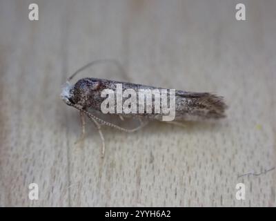 Birke Ermel (Swammerdamia caesiella) Stockfoto