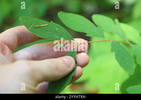 Kriechbeere (Symphoricarpos mollis) Stockfoto