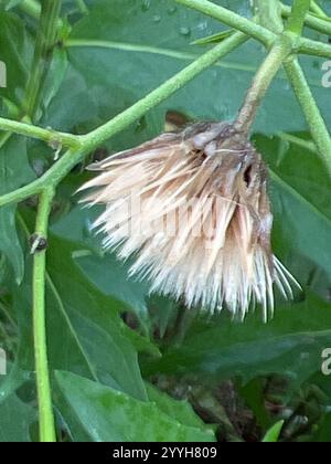 Gewöhnlicher Kraut (Hieracium lachenalii) Stockfoto