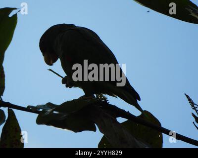 Amazonas-Weißfrontamazone (Amazona albifrons) Stockfoto