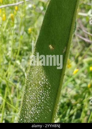 Blaues Lungenkraut (Pulmonaria angustifolia) Stockfoto