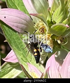 Große vierfleckige Scoliid Wasp (Pygodasis quadrimaculata) Stockfoto