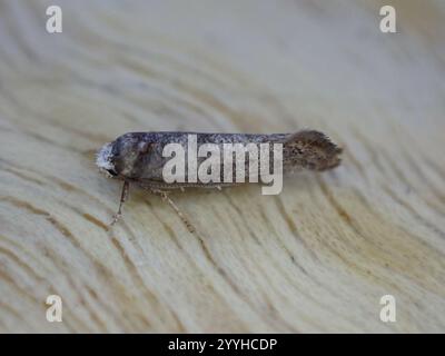 Birke Ermel (Swammerdamia caesiella) Stockfoto