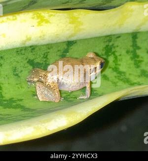 Kleiner antilinischer Pfeiffrosch (Eleutherodactylus johnstonei) Stockfoto