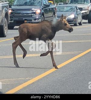 Elch im Nordwesten (Alces alces andersoni) Stockfoto