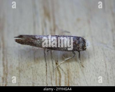 Birke Ermel (Swammerdamia caesiella) Stockfoto
