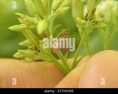 Stachelarzenkäfer (Sinea spinipes) Stockfoto