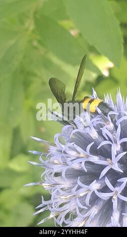 Haarige Scoliid Wasp (Scolia hirta) Stockfoto