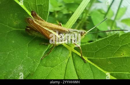 Lokomotive Grasshopper (Chorthippus apricarius) Stockfoto