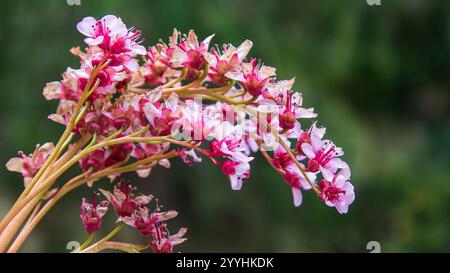 Bergenia, auch bekannt als PigSqueak oder Elefantenohren, ist eine Gattung blühender Pflanzen aus der Familie der Saxifragaceae. Stockfoto