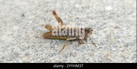 Lokomotive Grasshopper (Chorthippus apricarius) Stockfoto