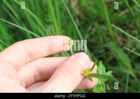 Kleinblumenkerl (Ranunkulus parviflorus) Stockfoto