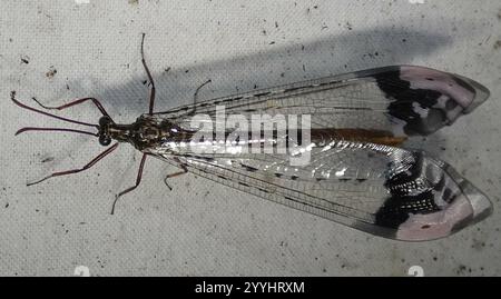 Angenehmer, bildgeflügelter Antlion (Glenurus gratus) Stockfoto