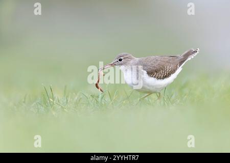 Ein gefleckter Sandfänger (Actitis macularius), der einen Wurm isst. Stockfoto