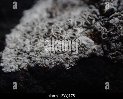 Mörtelflechte (Myriolecis dispersa) Stockfoto