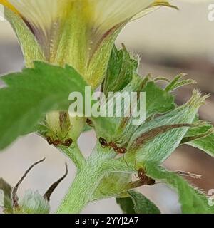 Kubanische Butterblume (Turnera subulata) Stockfoto