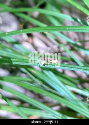 Stachelarzenkäfer (Sinea spinipes) Stockfoto