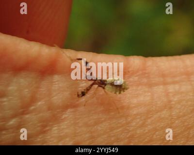 Stachelarzenkäfer (Sinea spinipes) Stockfoto