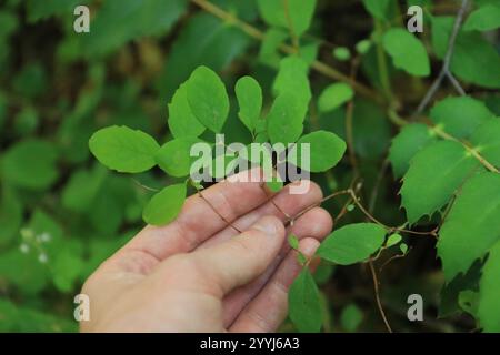 Kriechbeere (Symphoricarpos mollis) Stockfoto