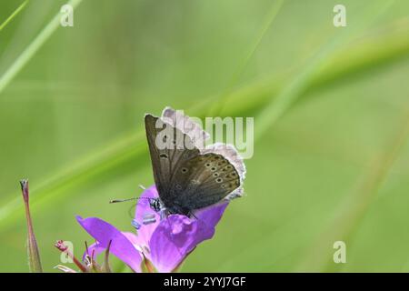 Geranie Argus (Eumedonia Eumedon) Stockfoto