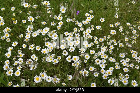 Daises in Bulnes, eine kleine Vilage im Picos de Europa, Spanien Stockfoto