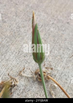 Mediterrane Schlangenwurzel (Scorzonera laciniata) Stockfoto