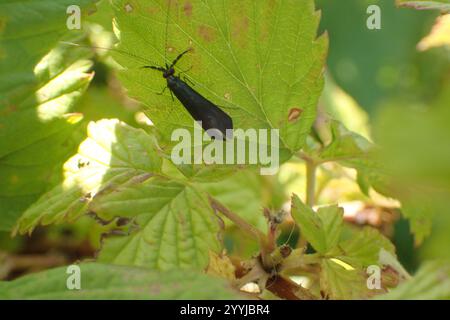 Black Dancer Caddisfly (Mystacides sepulchralis) Stockfoto