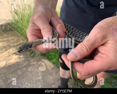 Westliche Schwarzhalsgarterschlange (Thamnophis cyrtopsis cyrtopsis) Stockfoto