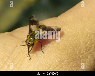 Gespreizte Hirschfliege (Chrysops caecutiens) Stockfoto