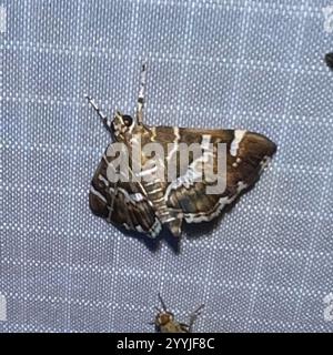 Gefleckte Rüben Webworm Motte (Hymenia perspectalis) Stockfoto