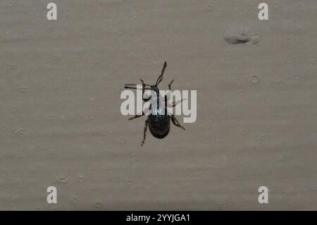 Erdbeerwurzel Weevil (Otiorhynchus ovatus) Stockfoto