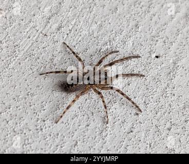 Schlangenspinne (Segestria senoculata) Stockfoto