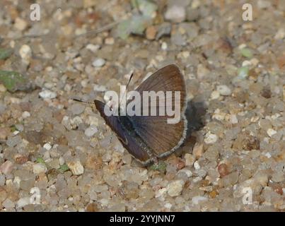 Afrikanisches Grasblau (Zizeeria knysna) Stockfoto