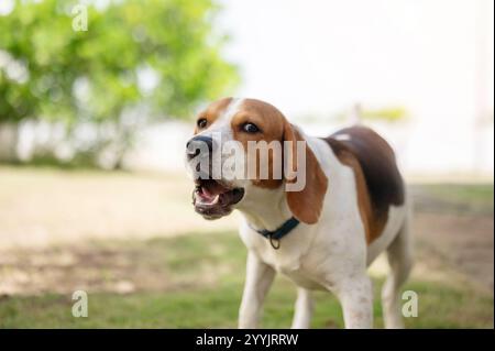 Porträt des Beagle-Hundes auf Parkhintergrund Nahansicht Stockfoto