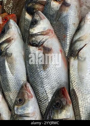 Frisch gezüchteter Wolfsbarsch (Dicentrarchus labrax) auf einer Schautafel für nasse Fische in einem englischen Fischhändler. Stockfoto