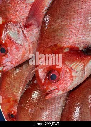 Vermillion Snapper Fisch auf einem feuchten Fischtheken in England. Stockfoto