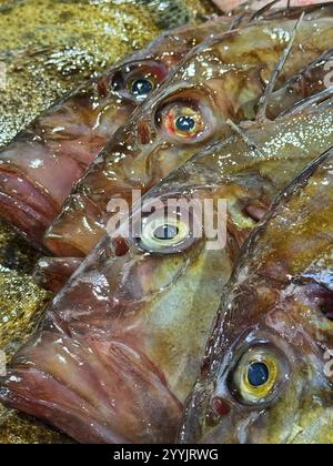 John Dory fish (Zeus faber) auf einer Schaltertheke für nasse Fische in England. Stockfoto